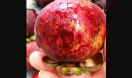 山竹视频,揭秘自然奇观背后的科学奥秘